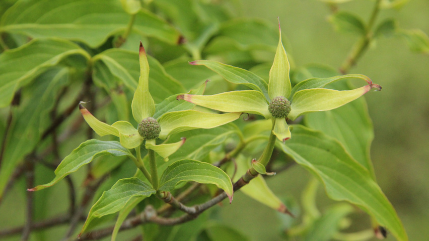 Cornus kousa 'China Girl' flowers