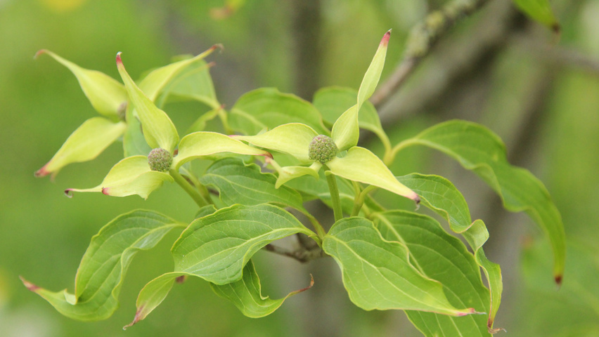 Cornus kousa 'China Girl' flowers