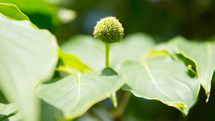 Cornus kousa 'China Girl' fruits
