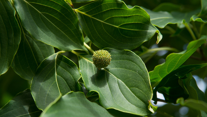Cornus kousa 'China Girl' fruits