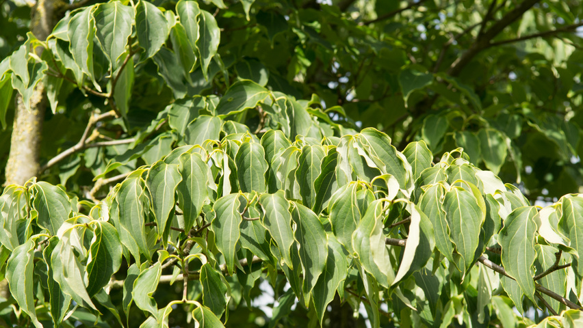 Cornus kousa 'China Girl' leaves