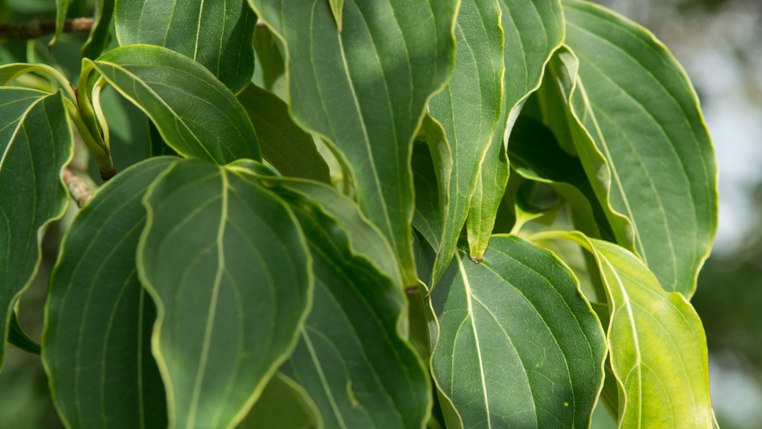 Cornus kousa 'China Girl' leaves