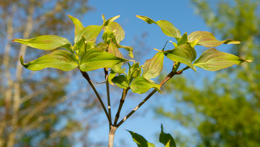 Cornus kousa 'China Girl' leaves