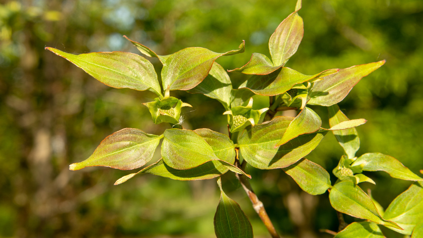 Cornus kousa 'China Girl' leaves