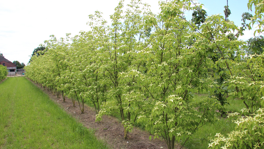 Cornus kousa 'China Girl' multi-stem