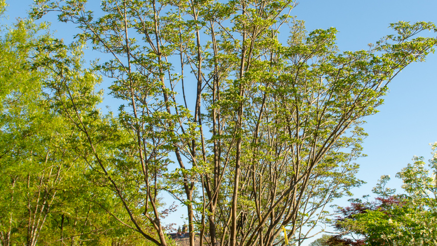 Cornus kousa 'China Girl' multi-stem