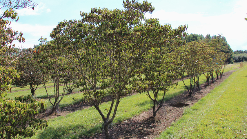 Cornus kousa 'China Girl' multi-stem