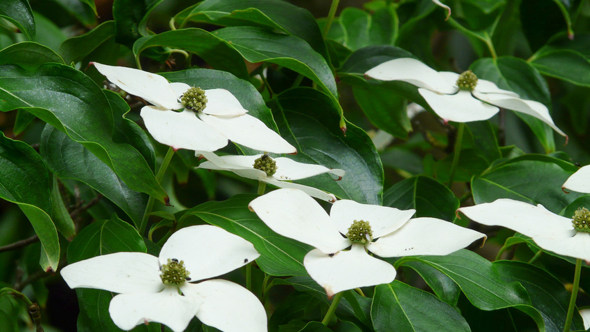 Cornus kousa kwiaty