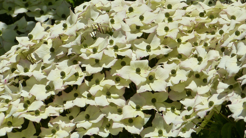Cornus kousa kwiaty