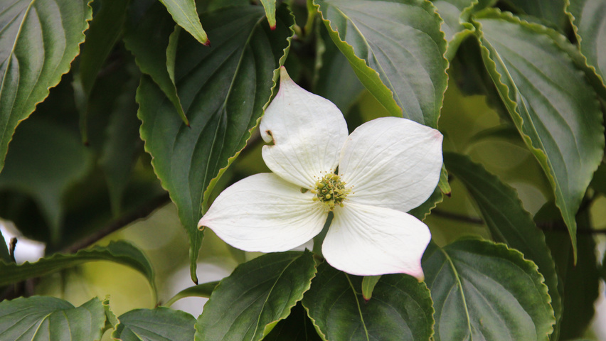 Cornus kousa kwiaty