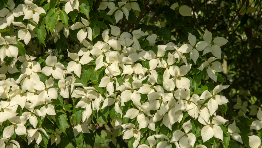 Cornus kousa kwiaty