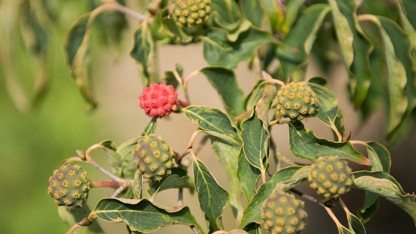 Cornus kousa owoce