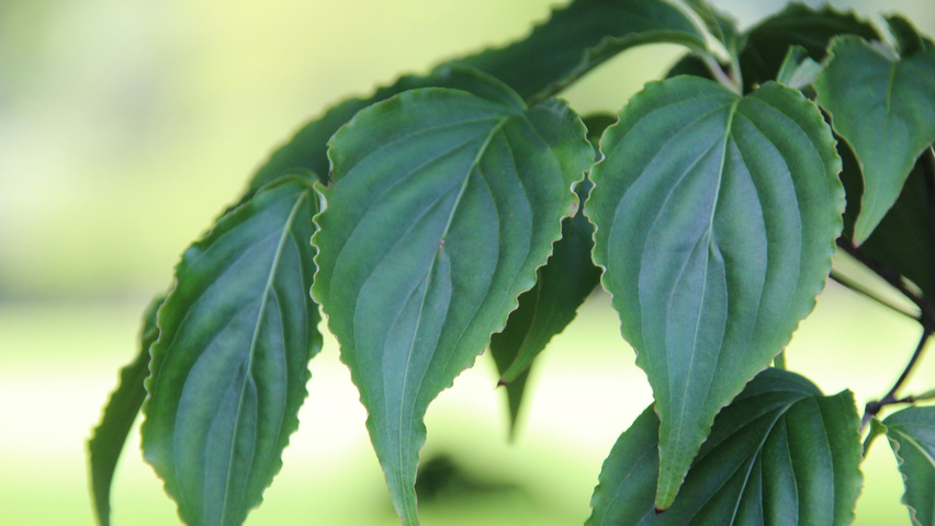 Cornus kousa liście