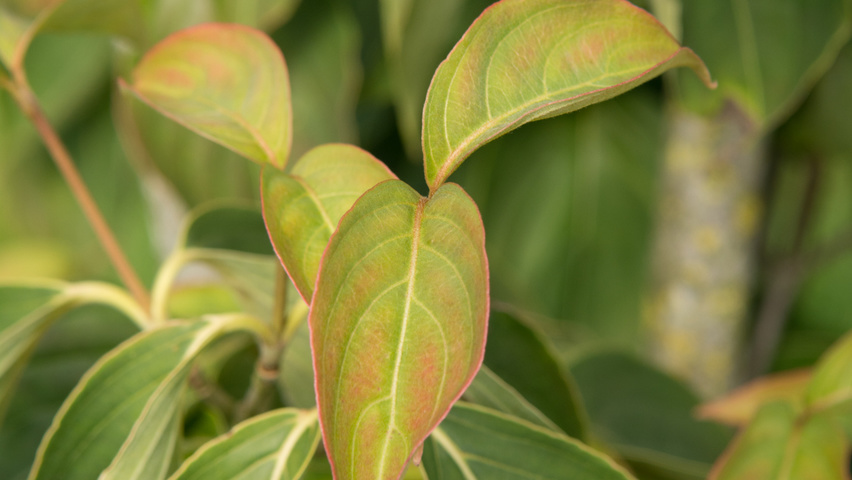 Cornus kousa liście