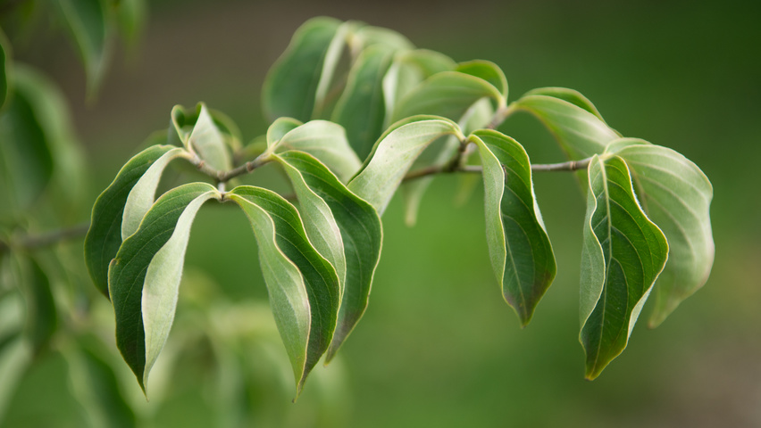 Cornus kousa liście