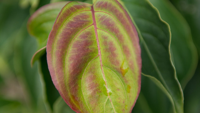Cornus kousa liście
