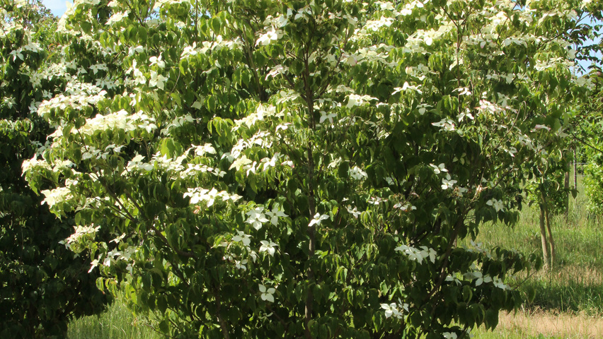 Cornus kousa wielopniowy