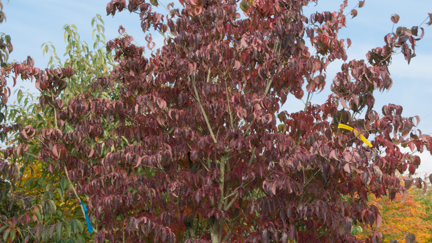Cornus kousa wielopniowy