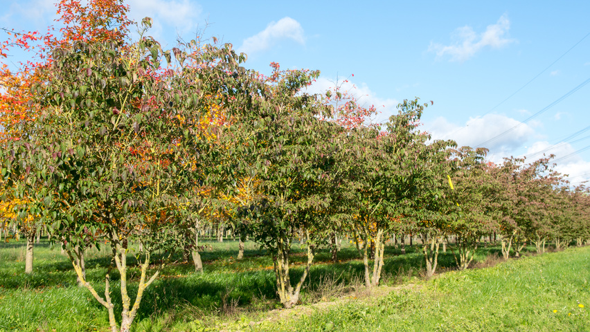 Cornus kousa wielopniowy