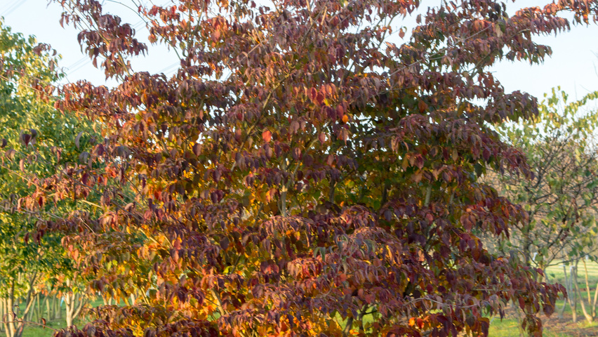 Cornus kousa wielopniowy