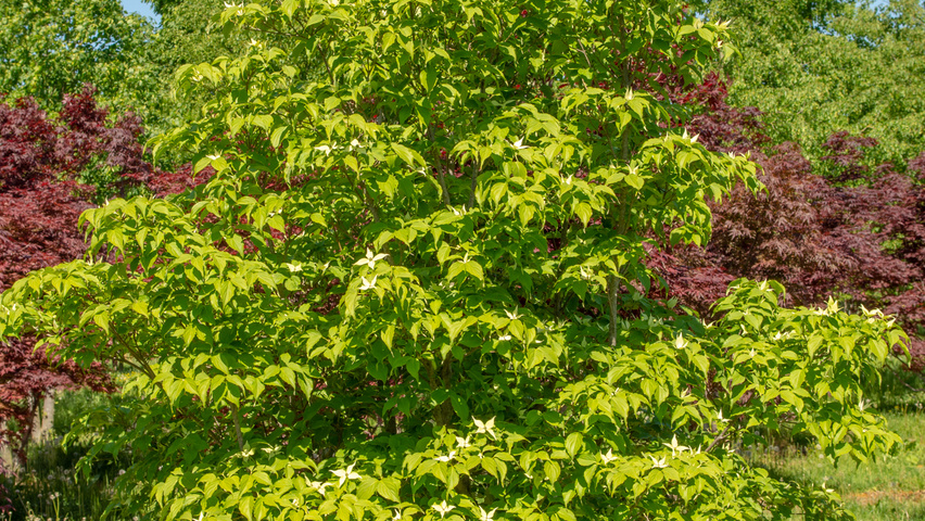 Cornus kousa wielopniowy