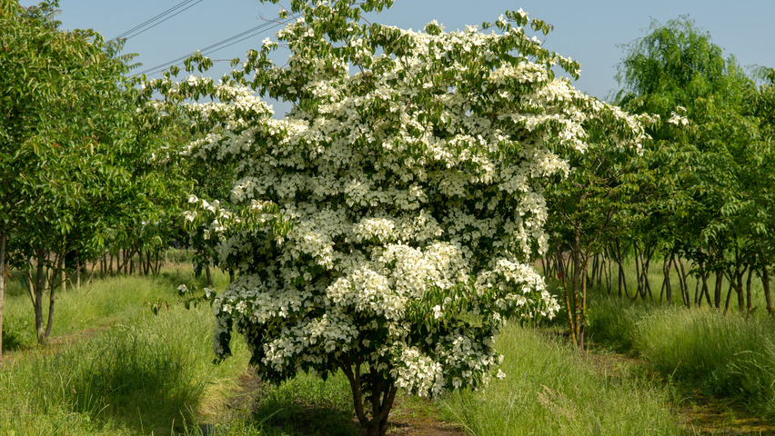 Cornus kousa wielopniowy