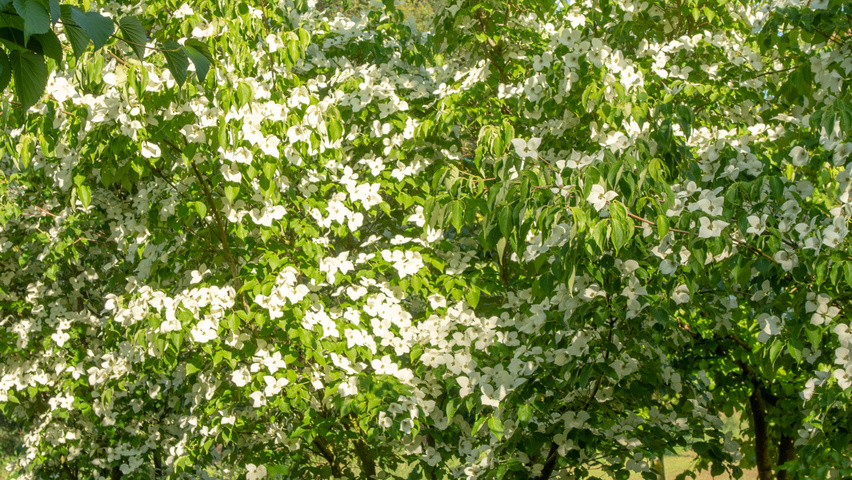 Cornus kousa wielopniowy parasolowaty