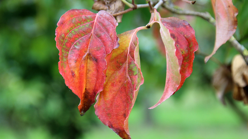 Cornus kousa 'Satomi' Herbstblatt