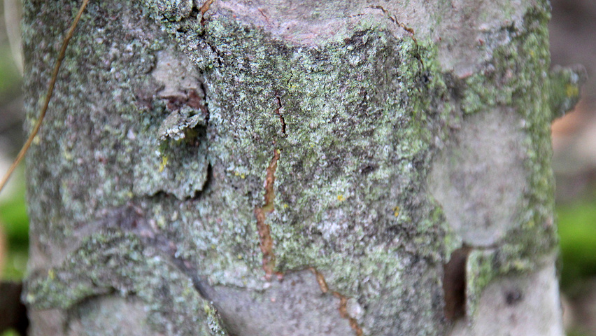 Cornus kousa 'Satomi' Rinden