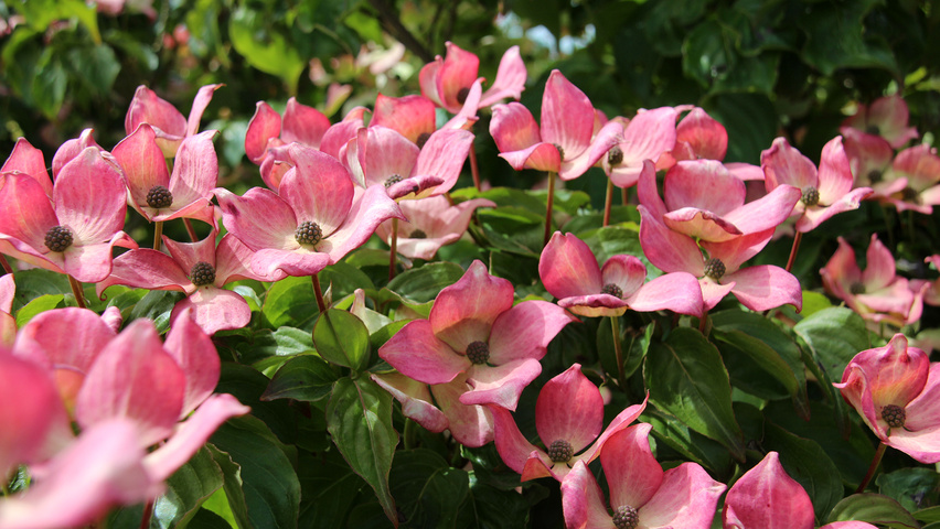Cornus kousa 'Satomi' Blumen