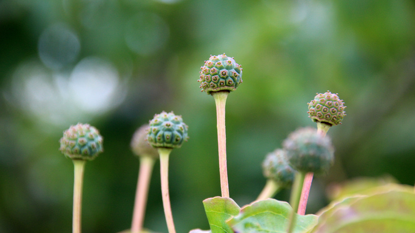 Cornus kousa 'Satomi' Frucht