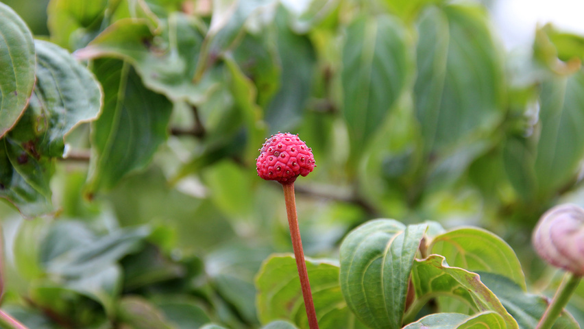 Cornus kousa 'Satomi' Frucht