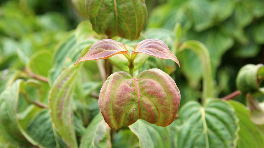 Cornus kousa 'Satomi' Blatt