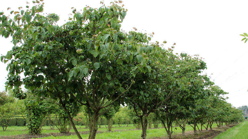 Cornus kousa 'Satomi' mehrstämmige Schirmform