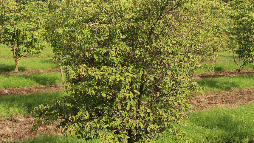 Cornus kousa 'Satomi' Solitärgehölze