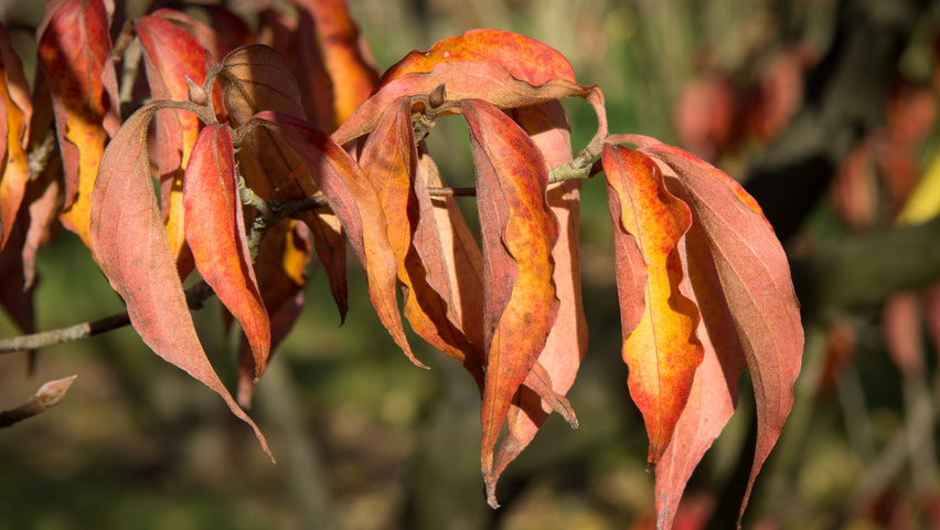 Cornus kousa var. chinensis liście jesienią