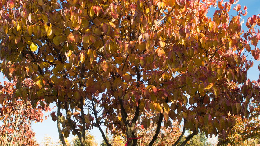 Cornus kousa var. chinensis liście jesienią