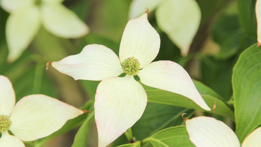 Cornus kousa var. chinensis kwiaty
