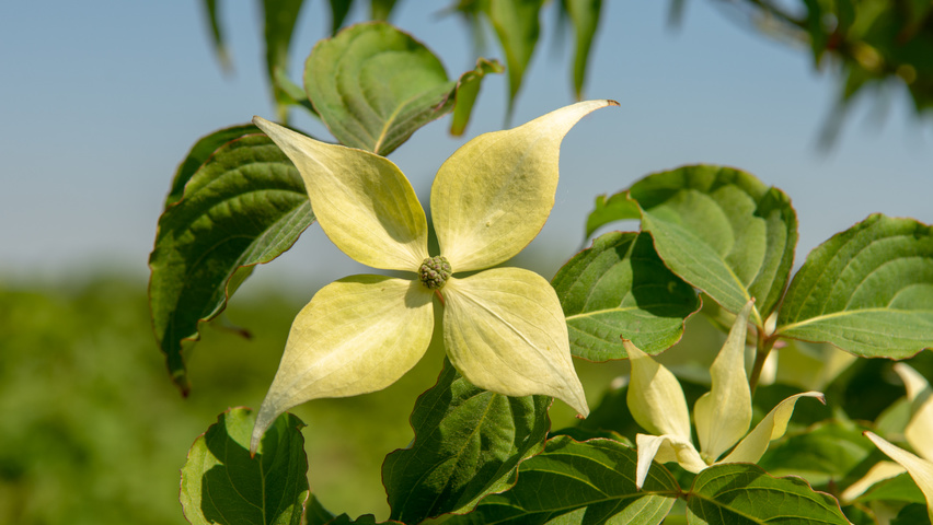 Cornus kousa var. chinensis kwiaty