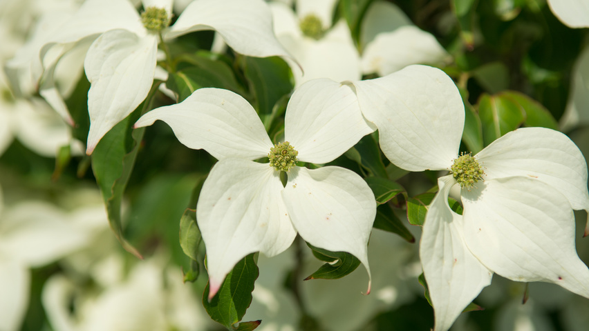 Cornus kousa var. chinensis kwiaty