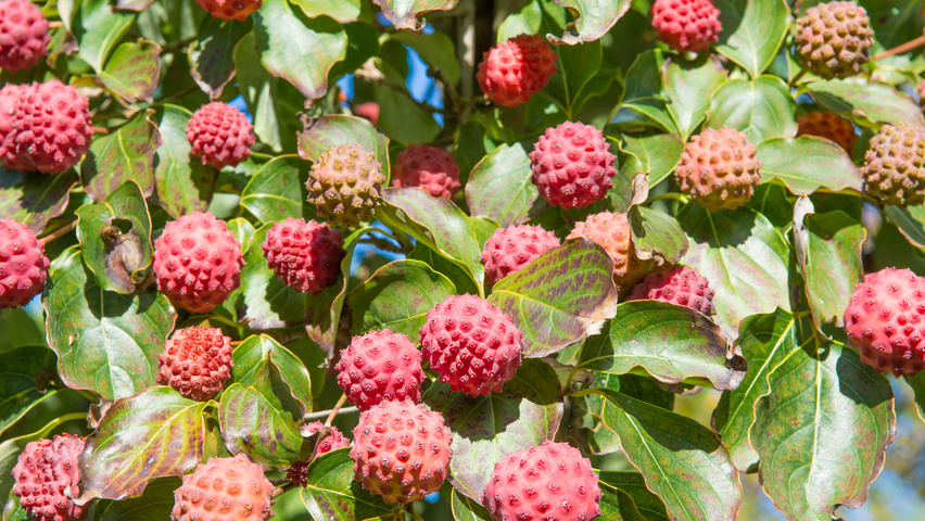 Cornus kousa var. chinensis owoce