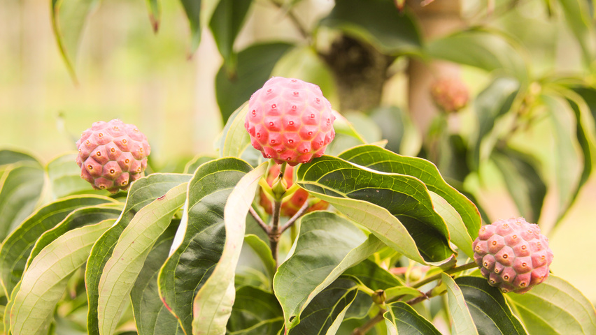 Cornus kousa var. chinensis owoce