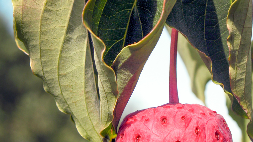 Cornus kousa var. chinensis owoce