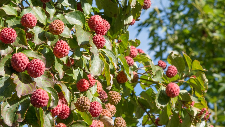 Cornus kousa var. chinensis owoce