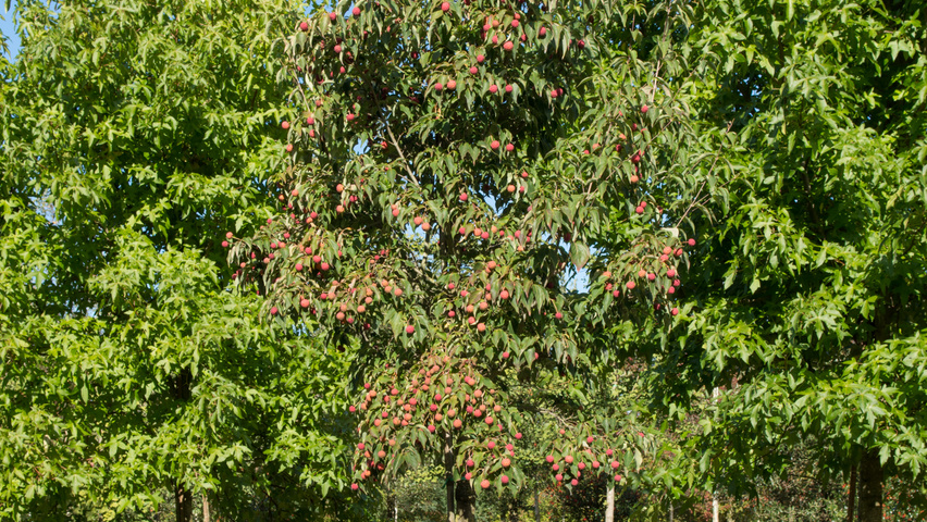 Cornus kousa var. chinensis pienne