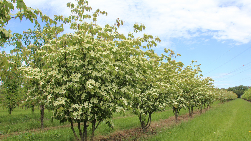 Cornus kousa var. chinensis wielopniowy