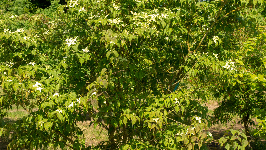 Cornus kousa var. chinensis wielopniowy