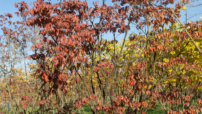 Cornus kousa var. chinensis wielopniowy