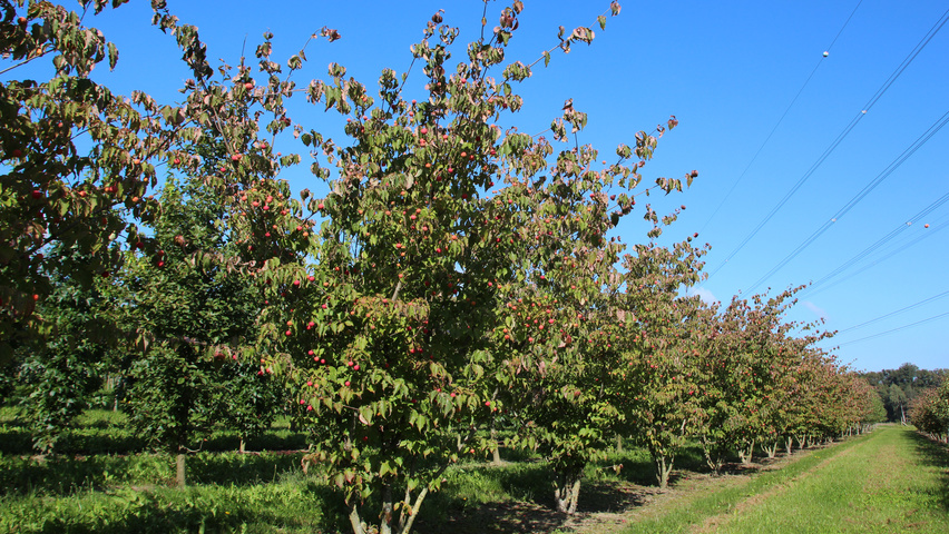 Cornus kousa var. chinensis wielopniowy