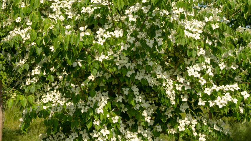Cornus kousa var. chinensis wielopniowy